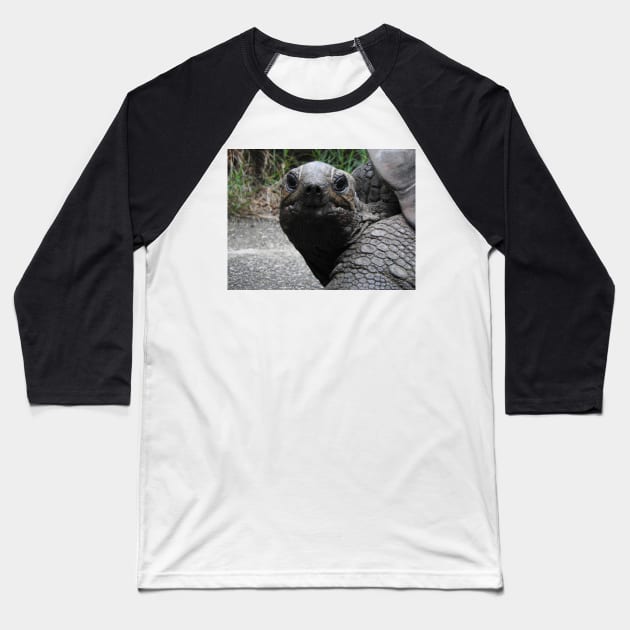 Aldabra Giant Tortoise Baseball T-Shirt by kirstybush